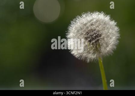 Eine einzelne weiße Blume mit ein paar Tropfen Wasser darauf. Die Blume ist der Hauptfokus des Bildes Stockfoto