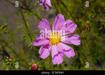 Rosa Kosmos blüht im Garten Nahaufnahme Stockfoto