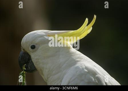 Kopf des schwefelgeschäumten Cockatoo (Cacatua galerita) isst ein Ohr aus Getreide, Australien Stockfoto