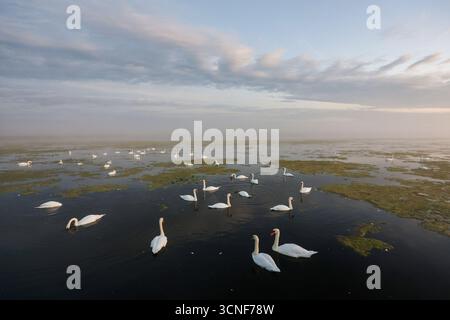 Bad Buchau, Deutschland. September 2025. Schwäne schwimmen am Federsee bei Bad Buchau. Autor: Thomas Warnack/dpa/Alamy Live News Stockfoto