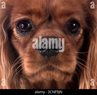 Cavalier king Charles vor weißem Hintergrund Stockfoto