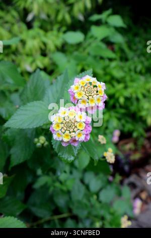 Nahaufnahme von Lantana Camara-Blüten in rosa, gelben und weißen Clustern, tropische Zierpflanze. Stockfoto