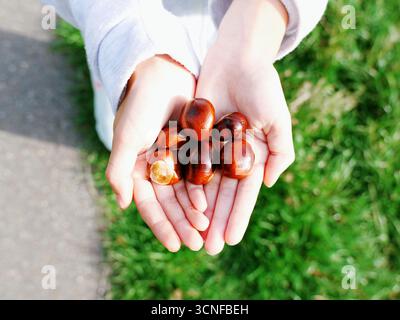 Herbstschätze: Kinderhände, die Kastanien halten Stockfoto