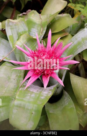 Nahaufnahme von Aechmea fasciata (silberne Vasenpflanze) mit hellrosafarbenen Blättern und grünen Blättern, tropischer Bromelienblüte. Stockfoto