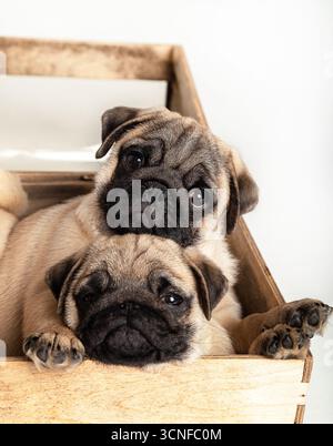Niedliche Mops-Welpen. Zwei Mops-Welpen in einer Kiste. Lustige Welpen aus der Nähe. Mops. Tierfotografie im Studio. Stockfoto
