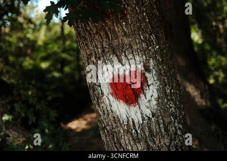 Ein rotes Herzsymbol auf Baumrinde im Wald, das den Wanderweg symbolisiert. Fruska Gora - Nationalpark in Serbien. Stockfoto