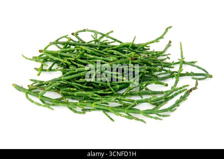 Marsh Samphire (Salicornia europaea) auf weißem Hintergrund Stockfoto