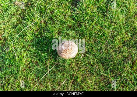 Pilzpilze, die in grünem Gras wachsen Stockfoto