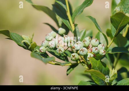 Die Sonne scheint zu grünen, unreifen Aronia- oder Aronia-Beeren, die auf einem kleinen Busch im Garten wachsen, Details aus nächster Nähe Stockfoto