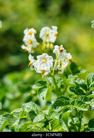 Die Sonne scheint über Kartoffelpflanzen, leuchtend gelbe und weiße Blüten über grünen Blättern sichtbar Stockfoto
