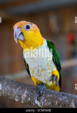 Weißer Bauchpapageienpapagei, der auf einem Baumzweig im Zoo sitzt, Nahaufnahme Stockfoto