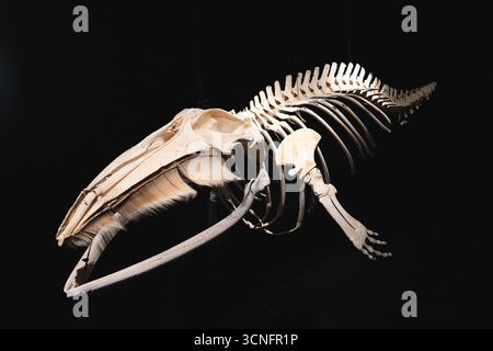 Husavik, Island - 14 Jyuly, 2025: Blick auf ein Walskelett im Husavik Walmuseum im Norden Islands Stockfoto