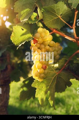 Weinrebe mit Reifen Früchten, bereit für die Ernte, warm beleuchtet von der Abendsonne Stockfoto