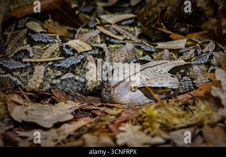 Die Gaboon Viper (Bitis gabonica), auch Gaboon adder genannt, ist eine große und hochgiftige Viper-Art, die in den Regenwäldern und Savannen von vorkommt Stockfoto