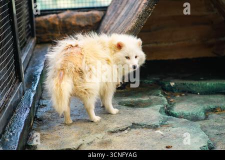 Japanischer Waschbärhund (Tanuki) in einem Zoogehege, mittelgroßes Säugetier mit dickem Fell und maskiertem Gesicht. Stockfoto