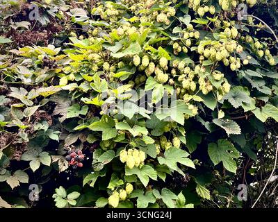 Eine Hopfengruppe, die in der Hecke im ländlichen Norfolk wächst Stockfoto