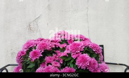 Leuchtend rosa Chrysanthemen in voller Blüte Stockfoto