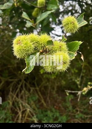 Eine Nahaufnahme der süßen Kastanien auf dem Baum im Herbst in Norfolk Stockfoto
