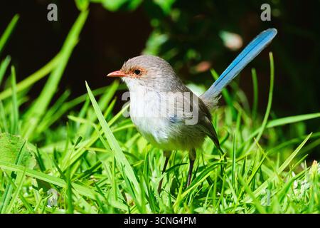 Ein weibliches Splendid Fairywren, Malurus Splendens, in Augusta, Südwesten Westaustraliens. Stockfoto