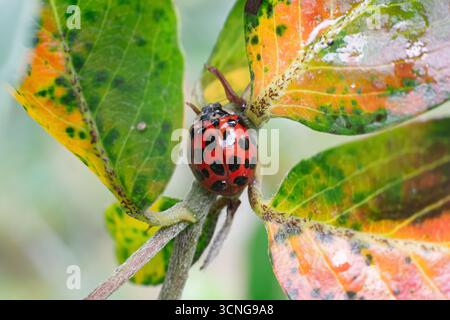 Asiatischer Marienkäfer oder Marienkäfer (harmonia axyridis) mit 19 Flecken auf grüner Pflanze Stockfoto
