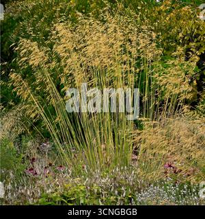 Late summer mixed border of perennials & decorative grass golden oats, Stipa gigantea & tufted hair grass Deschampsia cespitosa UK garden September Stockfoto