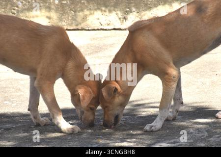 Zwei Straßenhunde füttern Trockenfutter zusammen auf Zementboden im Park Stockfoto