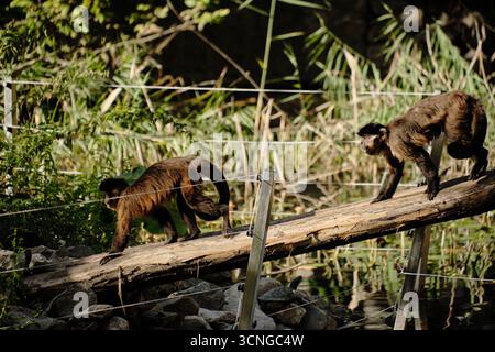 Zwei Kapuzineraffen, die auf einem Holzstamm im Belgrader Zoo laufen. Seitenansicht Hochformat. Stockfoto