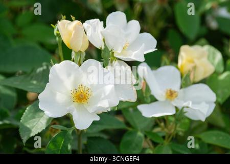 Rosa Kew Gardens, Rose Kew Gardens, kleine, einzelne cremeweiße Blumen Stockfoto