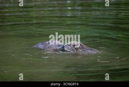 Junge Biber, die in einem Fluss kämpfen Stockfoto