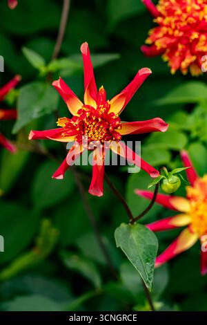 Natürliches Nahblühendes Pflanzenporträt der ungewöhnlichen Dahlia 'Octopus Sparkle' in Blüte. Legitim, Verführerisch, Erstaunlich, Atemberaubend, Fesselnd Stockfoto