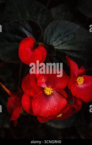Glorreich produktive Begonia „Wikinger Red on Chocolate“. Natürliches Nahaufnahme blühendes Pflanzenporträt. Sensationell, sentimental, aufdringlich, seidenweich, kühn Stockfoto