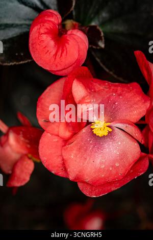 Glorreich produktive Begonia „Wikinger Red on Chocolate“. Natürliches Nahaufnahme blühendes Pflanzenporträt. Sensationell, sentimental, aufdringlich, seidenweich, kühn Stockfoto