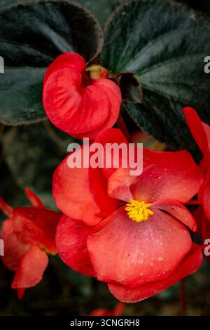 Glorreich produktive Begonia „Wikinger Red on Chocolate“. Natürliches Nahaufnahme blühendes Pflanzenporträt. Sensationell, sentimental, aufdringlich, seidenweich, kühn Stockfoto