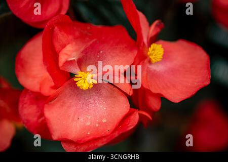 Glorreich produktive Begonia „Wikinger Red on Chocolate“. Natürliches Nahaufnahme blühendes Pflanzenporträt. Sensationell, sentimental, aufdringlich, seidenweich, kühn Stockfoto