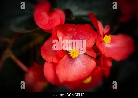 Glorreich produktive Begonia „Wikinger Red on Chocolate“. Natürliches Nahaufnahme blühendes Pflanzenporträt. Sensationell, sentimental, aufdringlich, seidenweich, kühn Stockfoto