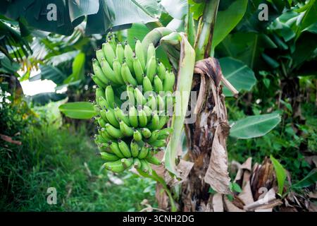 Nahaufnahme von unreifen Bananen am Baum Stockfoto