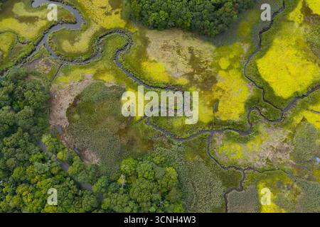Geschwungene Kanäle schlängeln sich durch eine wunderschöne Salzwiese auf Cape Cod, Massachusetts. Diese Kohlenstoffsenken sind Baumschulen für Wildtiere und dienen als Puffer. Stockfoto