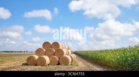 Strohballen auf einem Feld. Stockfoto