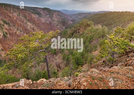 Malerische Landschaft mit Kiefern, die auf einem felsigen Berghang wachsen, mit Blick auf ein Tal mit gemischter Vegetation Stockfoto