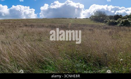 Trockene Wiesengräser auf einem Hügel unter dramatischen Wolken im South Downs National Park, East Sussex, England, im frühen Herbst Stockfoto