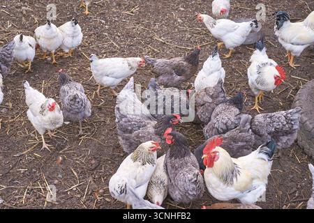 Herde verschiedener Hühner und Hähne auf unbefestigtem Boden im Bauernhof. Stockfoto