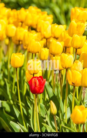 Tulpen (Tulipa suaveolens) im Skagit Valley Tulip Festival, Mount Vernon, Washington, USA. Stockfoto