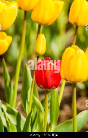 Tulpen (Tulipa suaveolens) im Skagit Valley Tulip Festival, Mount Vernon, Washington, USA. Stockfoto