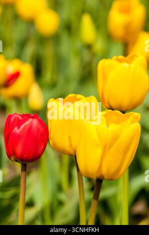 Tulpen (Tulipa suaveolens) im Skagit Valley Tulip Festival, Mount Vernon, Washington, USA. Stockfoto