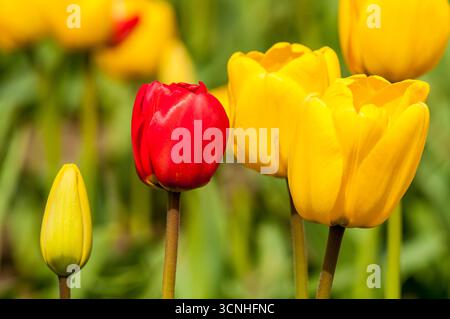 Tulpen (Tulipa suaveolens) im Skagit Valley Tulip Festival, Mount Vernon, Washington, USA. Stockfoto