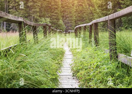 Der Holzpfad schlängelt sich durch üppiges grünes Gras und dichten Wald und bietet einen ruhigen Pfad in die Natur Stockfoto