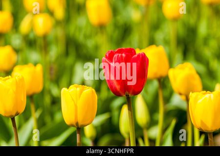Tulpen (Tulipa suaveolens) im Skagit Valley Tulip Festival, Mount Vernon, Washington, USA. Stockfoto