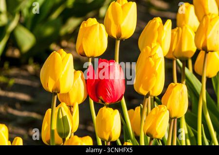 Tulpen (Tulipa suaveolens) im Skagit Valley Tulip Festival, Mount Vernon, Washington, USA. Stockfoto