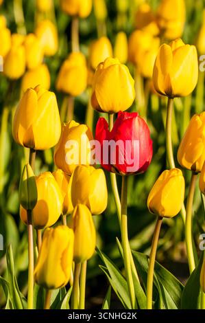 Tulpen (Tulipa suaveolens) im Skagit Valley Tulip Festival, Mount Vernon, Washington, USA. Stockfoto