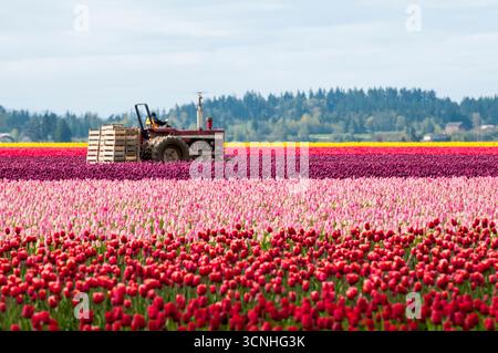 Traktor und Tulpen (Tulipa suaveolens) im Skagit Valley Tulip Festival, Mount Vernon, Washington, USA. Stockfoto